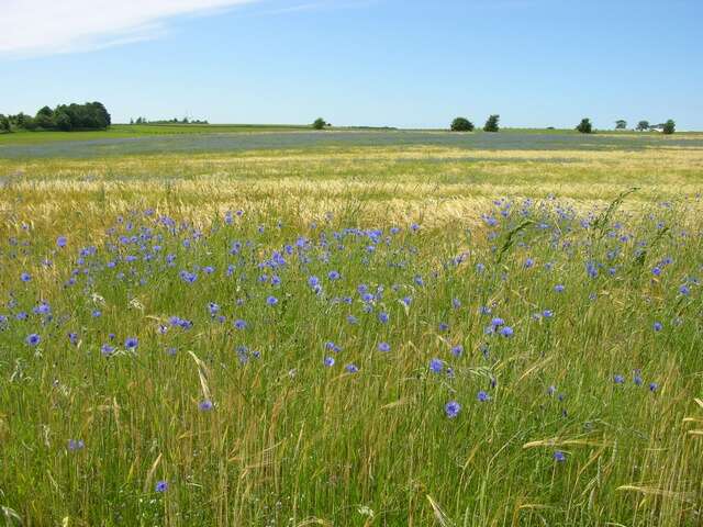 Image of knapweed