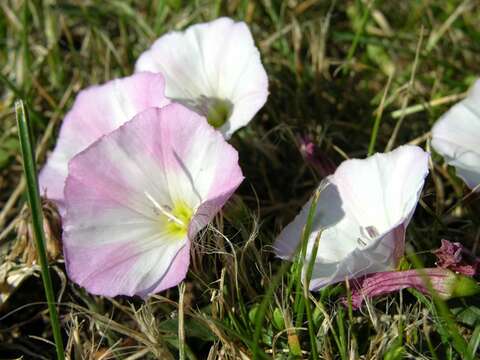 Image of bindweed