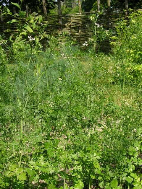 Image of coriander