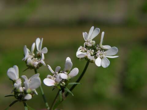 Image of coriander