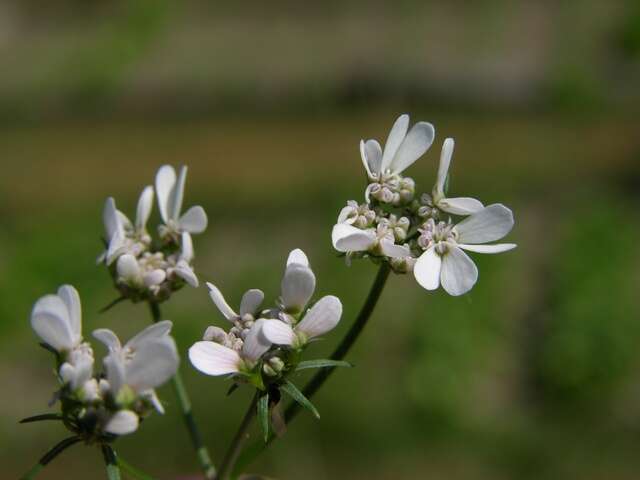 Image of coriander