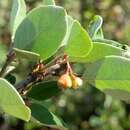 Imagem de Cotoneaster scandinavicus B. Hylmö