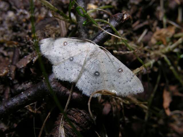 صورة Cyclophora