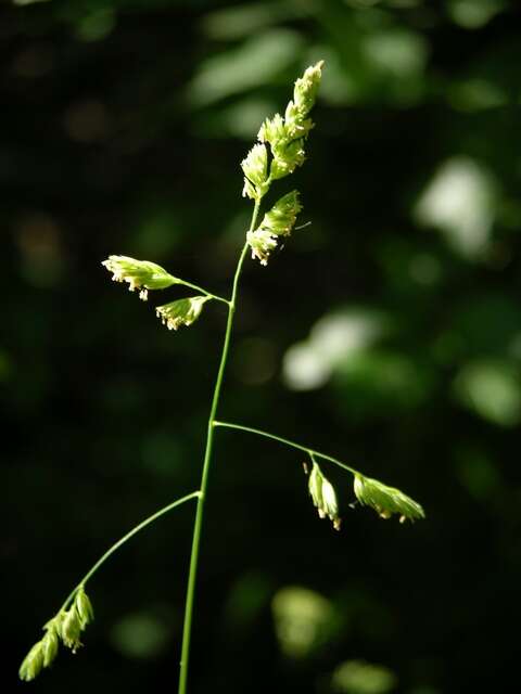 صورة Dactylis glomerata subsp. lobata (Drejer) H. Lindb.