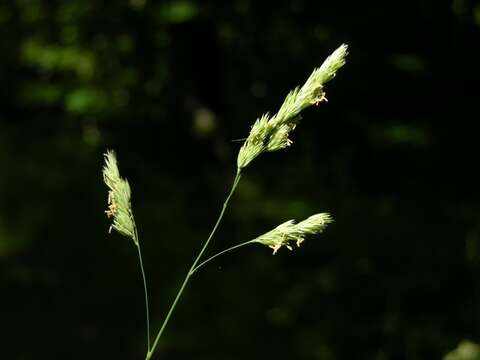 صورة Dactylis glomerata subsp. lobata (Drejer) H. Lindb.