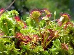 Image of Sundews