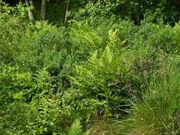 Image of Wood ferns