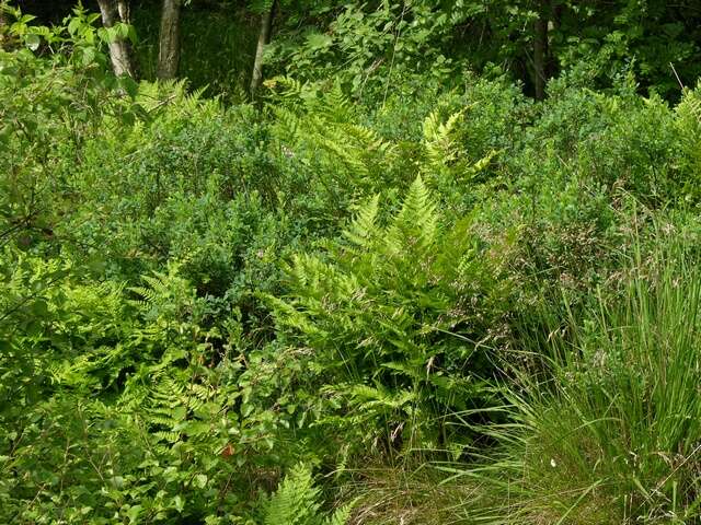 Image of Wood ferns