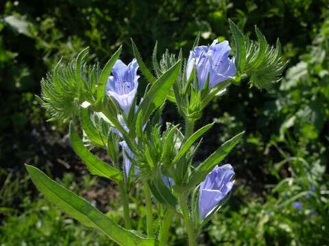 Image of viper's bugloss