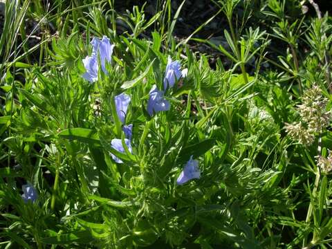 Image of viper's bugloss