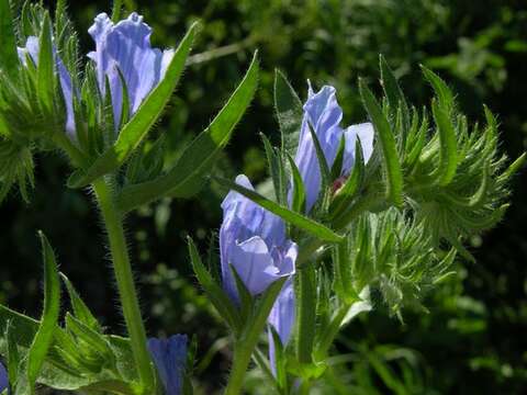 Image of viper's bugloss