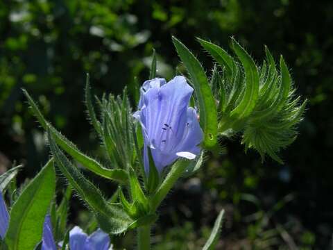 Image of viper's bugloss