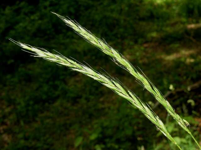 Image of Wildrye or Wheatgrass