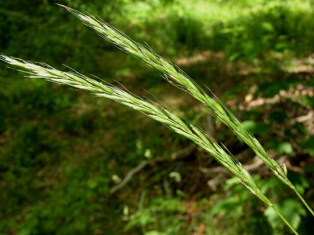 Image of Wildrye or Wheatgrass