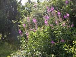 Imagem de Epilobium angustifolium L.