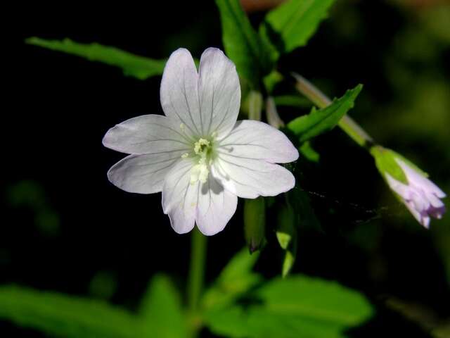 Epilobium resmi