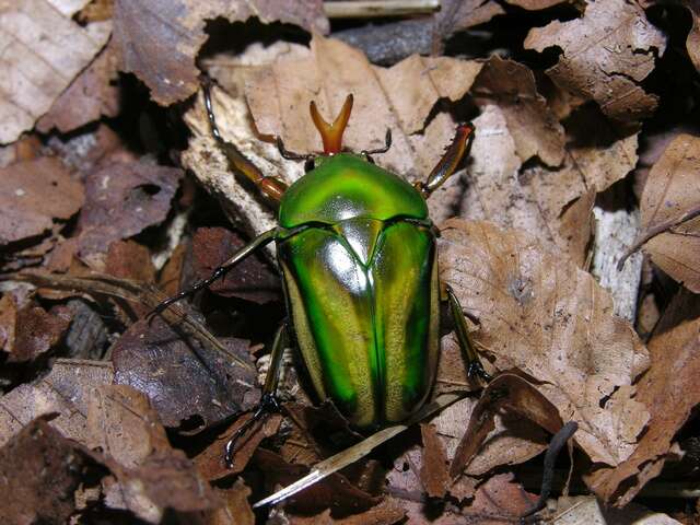 Image of <i>Eudicella schultzeorum</i>