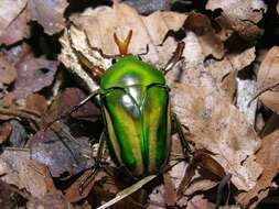 Image of <i>Eudicella schultzeorum</i>