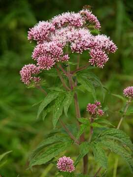 Plancia ëd Eupatorium