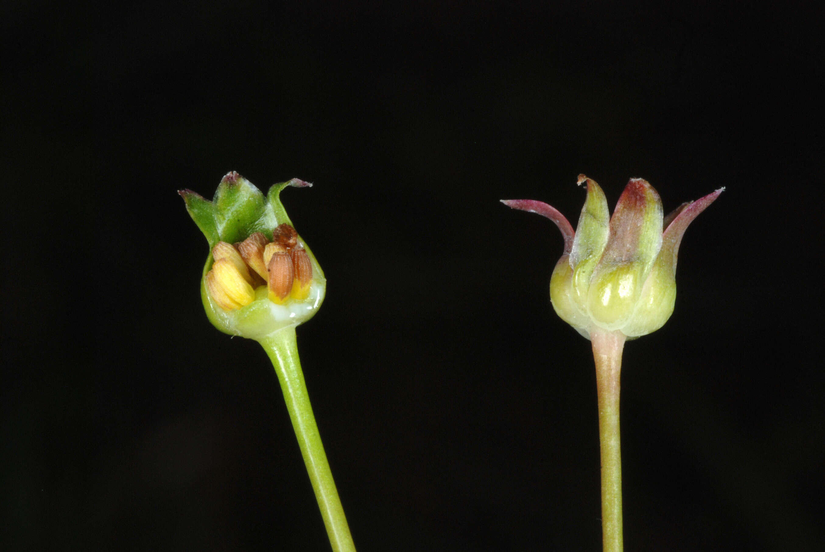 Image of Dwarf Dandelion