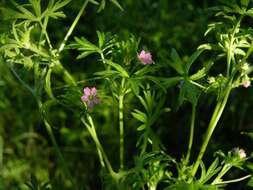 Image of geranium