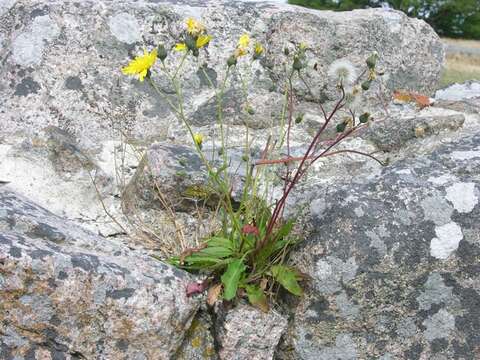 Hieracium caesium (R. E. Fr.) R. E. Fr. resmi