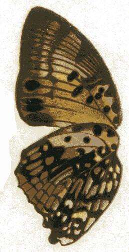 Image of Charaxes zingha Stoll 1780