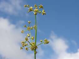 Image of Blunt-flowered Rush