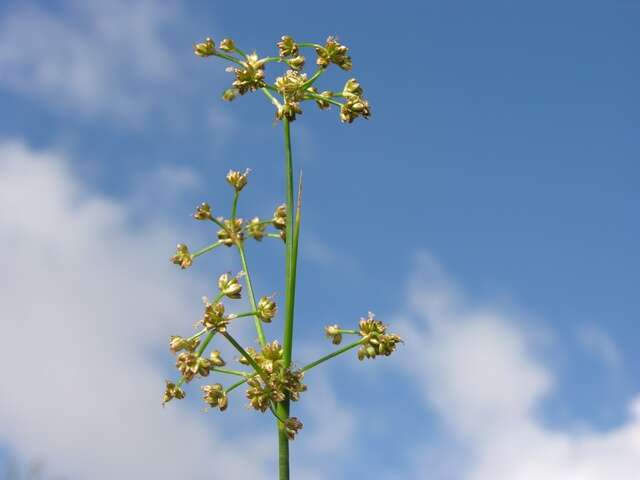 Image of Blunt-flowered Rush