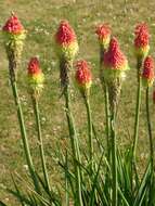 Kniphofia resmi