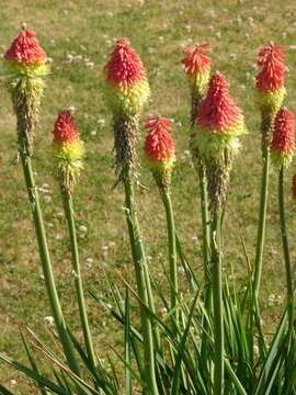 Image de Kniphofia