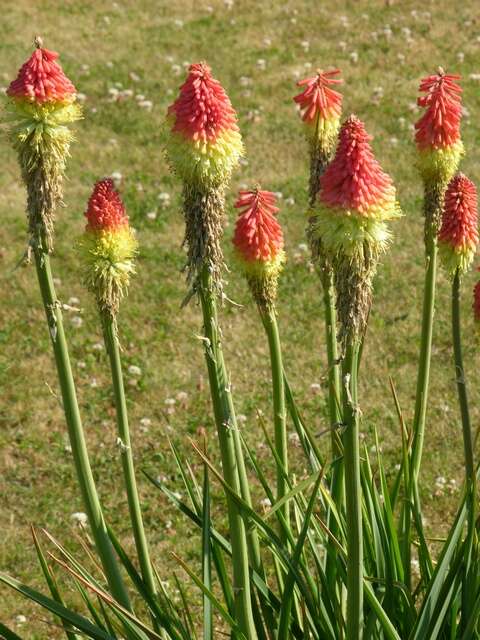 Kniphofia resmi