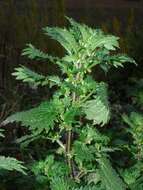 Image of nettle