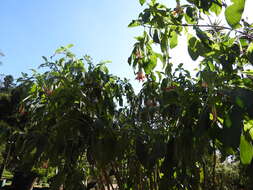 Image of Fuchsia corymbiflora Ruiz & Pav.