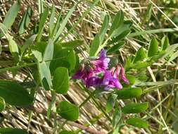 Lathyrus japonicus subsp. maritimus (L.) P. W. Ball resmi