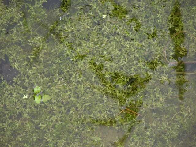 Image of duckweed