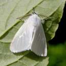 Image of Satin moth