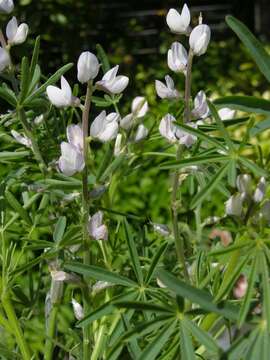 Plancia ëd Lupinus