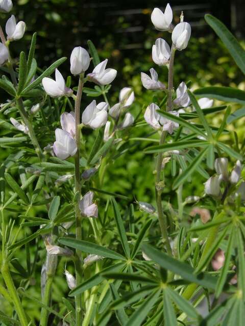 Image of Lupin