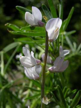 Plancia ëd Lupinus