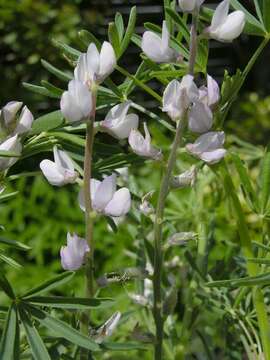 Plancia ëd Lupinus