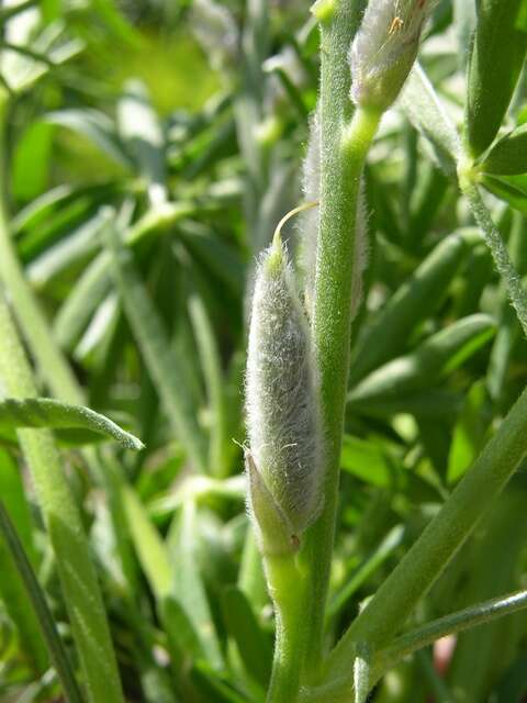 Image of Lupin