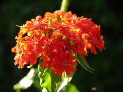 Image of Maltese-cross