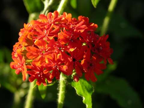 Слика од Silene chalcedonica (L.) E. H. L. Krause