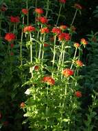 Image of Maltese-cross