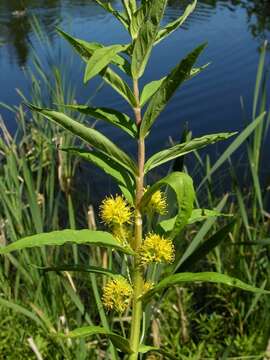 Image of Tufted Loosestrife