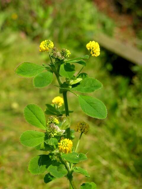 Слика од Medicago