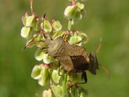 <i>Mesocerus marginatus</i> resmi