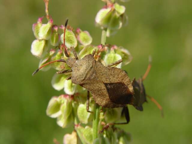 <i>Mesocerus marginatus</i> resmi