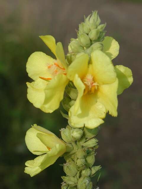 Image of mullein